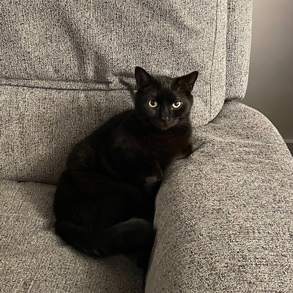 Wallis the cat Wallis the cat